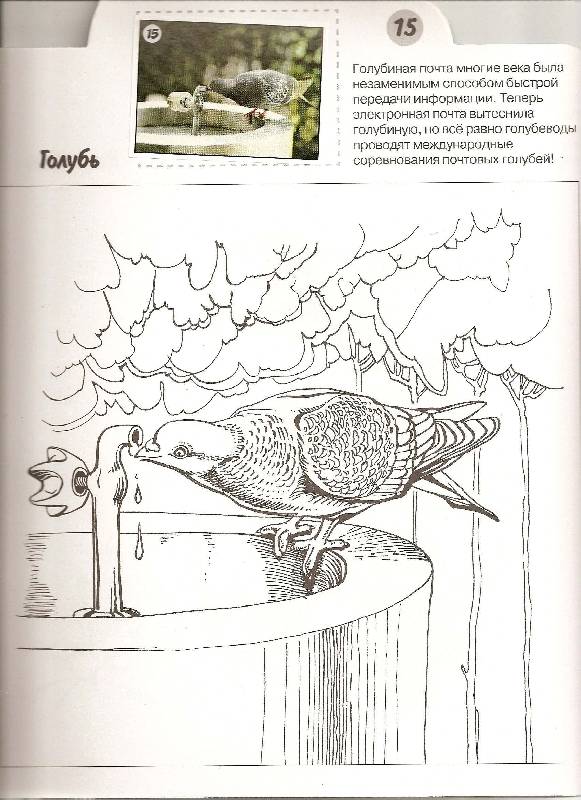 Иллюстрация 3 из 3 для Птицы - Николай Дроздов | Лабиринт - книги. Источник: ТОЧКА