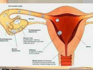 Иллюстрация 6 из 8 для Все о контрацепции (DVD) | Лабиринт - . Источник: Ya_ha