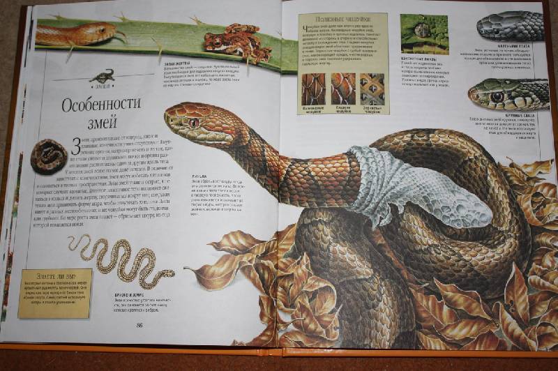 Иллюстрация 22 из 45 для Динозавры и рептилии | Лабиринт - книги. Источник: Шелковица