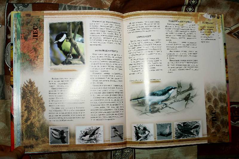 Иллюстрация 16 из 24 для Мир животных - Цеханская, Стрелков | Лабиринт - книги. Источник: вера_о