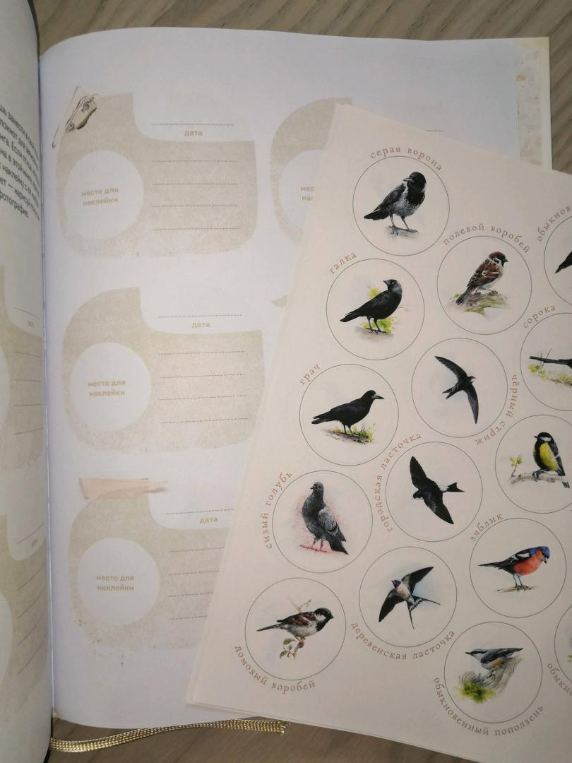 Иллюстрация 135 из 156 для Птицы в городе. Где найти и как узнать - Анна Васильева | Лабиринт - книги. Источник: Tatiana_Ru
