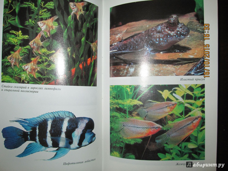Иллюстрация 8 из 9 для Домашний аквариум | Лабиринт - книги. Источник: Р.Наталья
