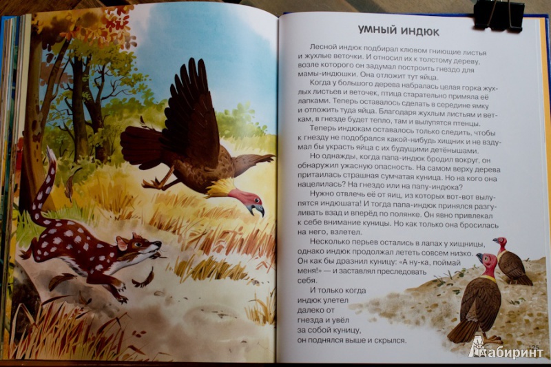 Иллюстрация 14 из 36 для Веселые истории о животных - Пьеранджела Фьорани | Лабиринт - книги. Источник: nata_