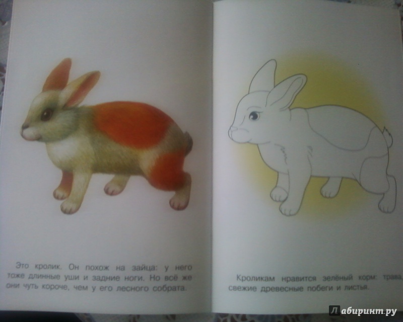 Иллюстрация 9 из 22 для Раскраска. Домашние животные | Лабиринт - книги. Источник: Родионова  Надежда