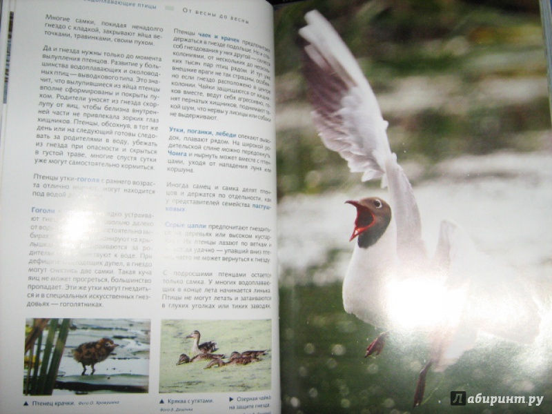 Иллюстрация 7 из 8 для Птицы. Водоплавающие и околоводные (+CD) - Ксения Митителло | Лабиринт - книги. Источник: Mashutka