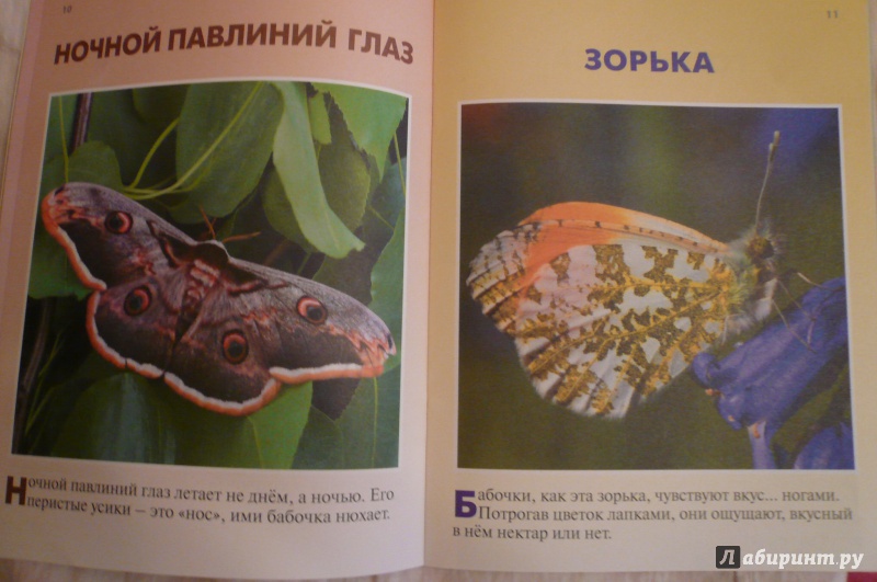 Иллюстрация 7 из 28 для Бабочки - Петр Волцит | Лабиринт - книги. Источник: Климкова  Светлана