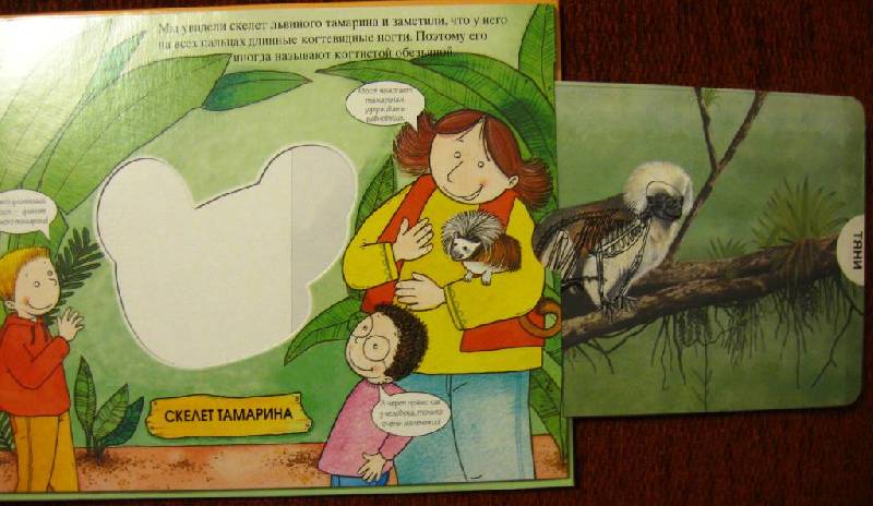 Иллюстрация 5 из 9 для Животные тропического леса. Магические скелеты | Лабиринт - книги. Источник: MDL