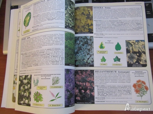 Иллюстрация 4 из 13 для Все о вечнозеленых растениях - Дэвид Хессайон | Лабиринт - книги. Источник: olga el touny