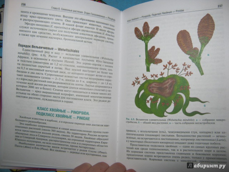 Иллюстрация 19 из 44 для Ботаника. Учебник - Барабанов, Зайчикова | Лабиринт - книги. Источник: Евгения39