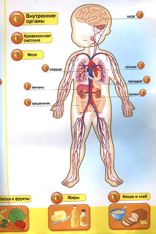 Иллюстрация 18 из 18 для Говорящая анатомия (13129) | Лабиринт - игрушки. Источник: РИВА