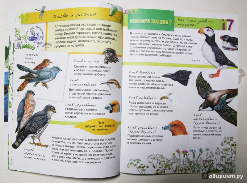 Иллюстрация 5 из 32 для Птицы - Петр Волцит | Лабиринт - книги. Источник: Лукина  Мария