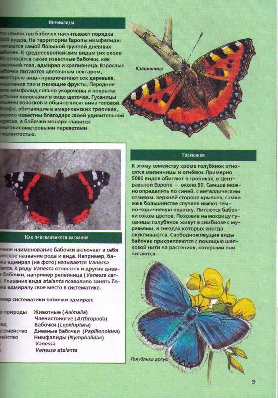 Иллюстрация 4 из 4 для Бабочки - Сабина Штегхаус-Ковач | Лабиринт - книги. Источник: In@