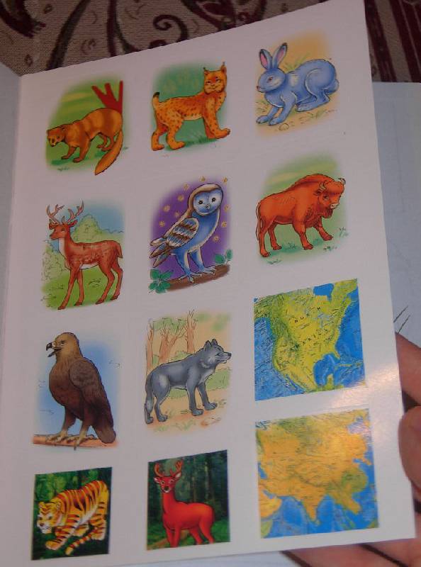Иллюстрация 2 из 7 для Животные Европы. Книжка-раскраска с наклейками - О. Комарова | Лабиринт - книги. Источник: Iwolga