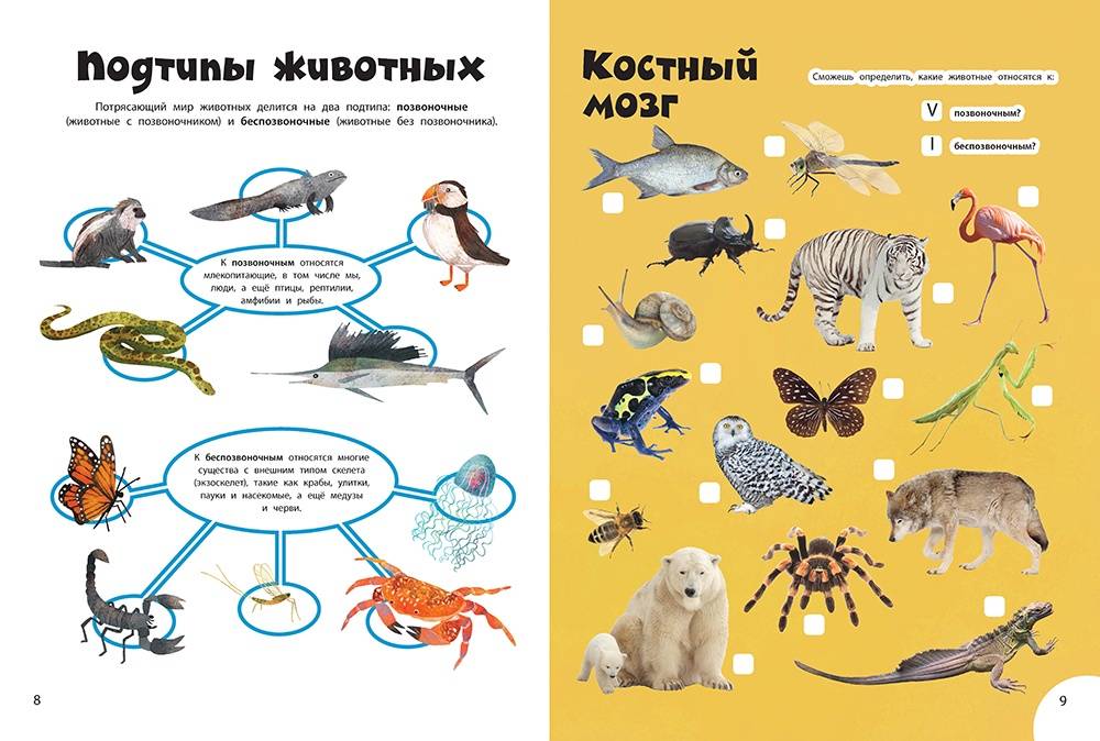Иллюстрация 4 из 4 для Дикие животные. Занимательная книга | Лабиринт - книги. Источник: Редактор этой книги