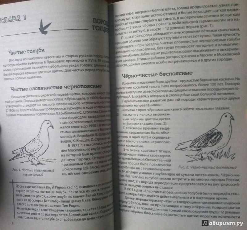 Иллюстрация 2 из 6 для Разведение домашних голубей - Каминская, Вальтер | Лабиринт - книги. Источник: SiB