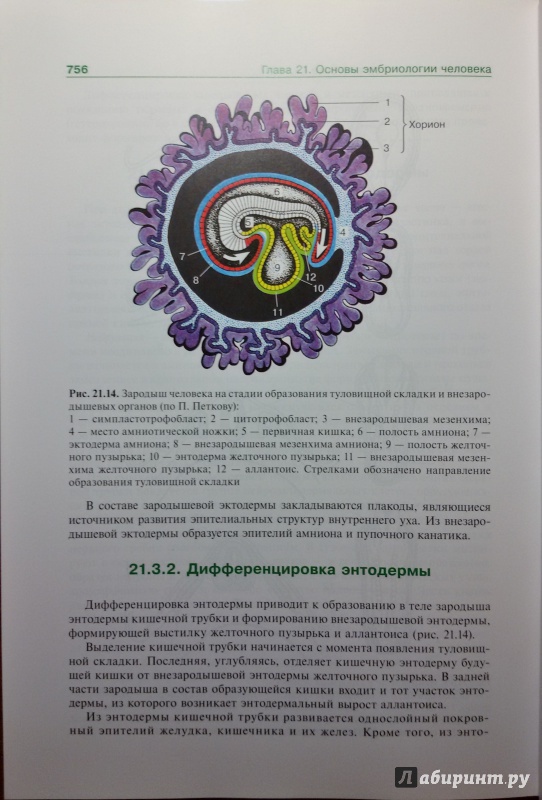 Иллюстрация 7 из 30 для Гистология, эмбриология, цитология. Учебник - Афанасьев, Юрина, Алешин | Лабиринт - книги. Источник: olegiv