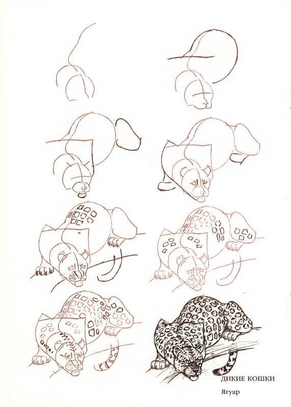 Иллюстрация 15 из 23 для Рисуем 50 кошек - Ли Эймис | Лабиринт - книги. Источник: Ялина