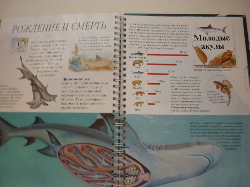 Иллюстрация 12 из 24 для Акулы - Джон Вудвард | Лабиринт - книги. Источник: Нанати