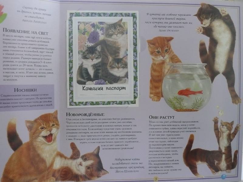 Иллюстрация 10 из 32 для Кошки. И ничего, кроме кошек. Самая правильная книга | Лабиринт - книги. Источник: Аврора
