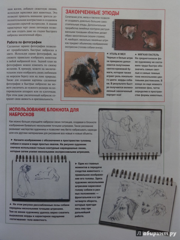 Иллюстрация 11 из 49 для Как научиться рисовать животных. Шаг за шагом | Лабиринт - книги. Источник: Саломасов  Даниил