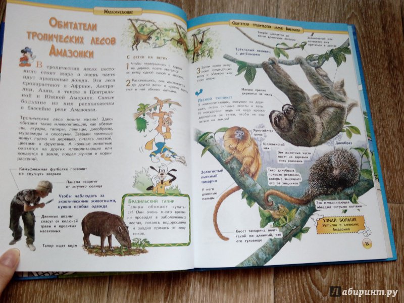Иллюстрация 18 из 25 для Млекопитающие | Лабиринт - книги. Источник: Oksana