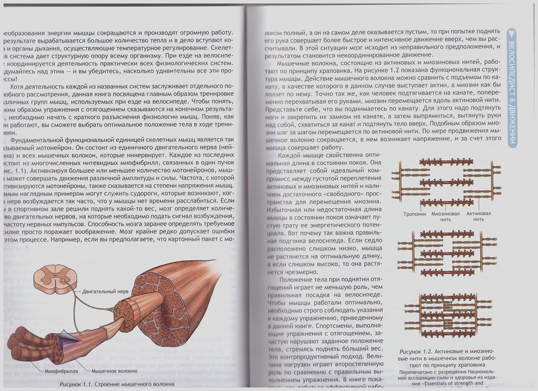Иллюстрация 13 из 19 для Анатомия велосипедиста - Шеннон Совндаль | Лабиринт - книги. Источник: LanaEr