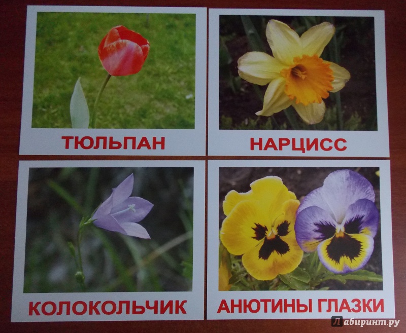 Иллюстрация 6 из 22 для Комплект карточек "Цветы" (16,5х19,5 см) - Носова, Епанова | Лабиринт - игрушки. Источник: Sweet mama