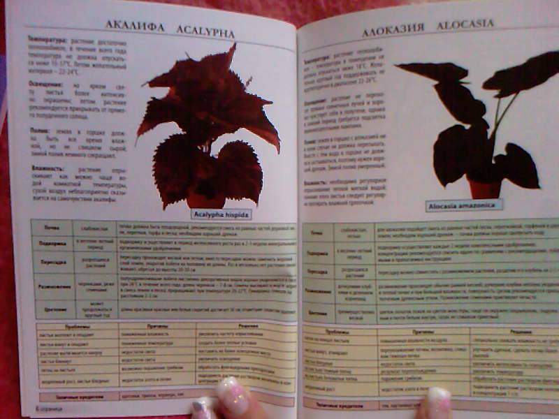 Иллюстрация 3 из 4 для Мини-энциклопедия. Комнатные растения | Лабиринт - книги. Источник: Mariyka
