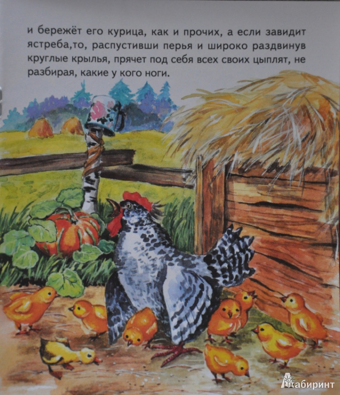 Иллюстрация 8 из 34 для Чужое яичко - Константин Ушинский | Лабиринт - книги. Источник: NDusha