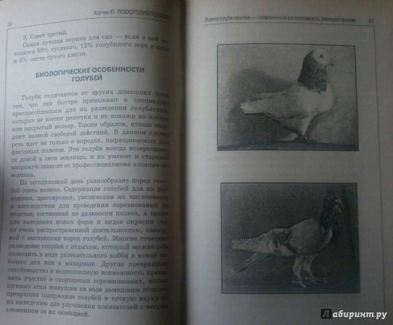 Иллюстрация 7 из 18 для Психоголубетерапия: лечение голубями, или Приобщение к чуду - Юрий Харчук | Лабиринт - книги. Источник: SiB