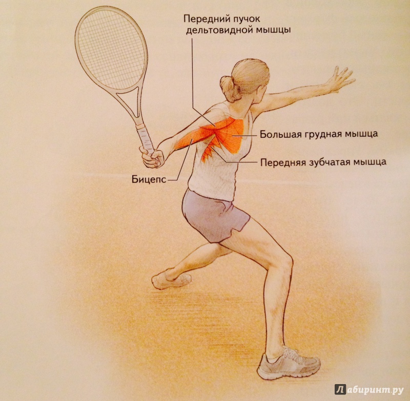 Иллюстрация 8 из 16 для Анатомия тенниса - Роутер, Ковач | Лабиринт - книги. Источник: Starina