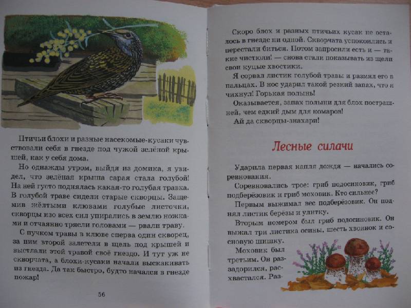 Иллюстрация 16 из 20 для Бюро лесных услуг - Николай Сладков | Лабиринт - книги. Источник: Юта