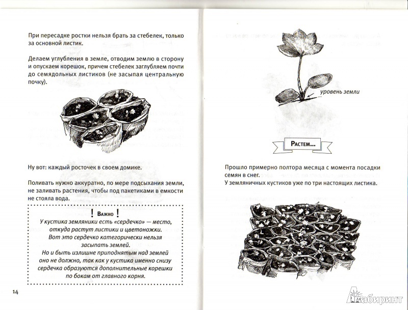 Иллюстрация 8 из 14 для Сажаем землянику в снег. Секрет раннего урожая - Инна Рожкова | Лабиринт - книги. Источник: Трубадур