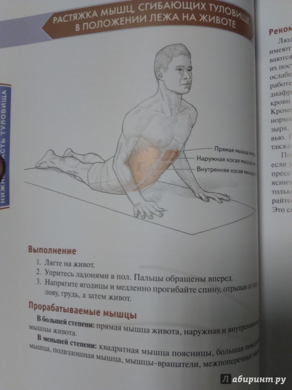 Иллюстрация 43 из 73 для Анатомия упражнений на растяжку - Нельсон, Кокконен | Лабиринт - книги. Источник: Салус