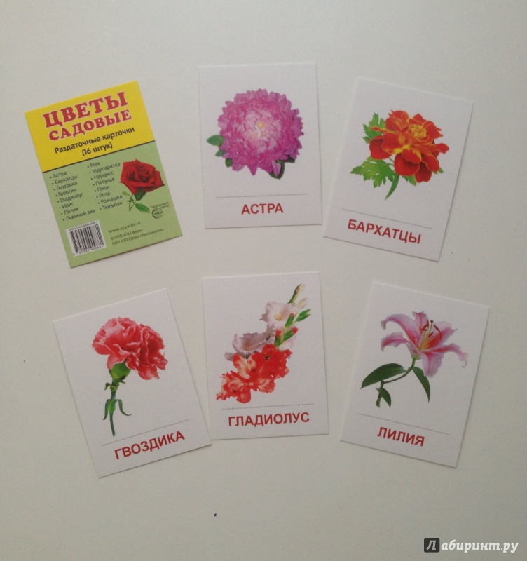 Иллюстрация 6 из 17 для Раздаточные карточки "Цветы садовые" (16 карточек) | Лабиринт - книги. Источник: Xikary
