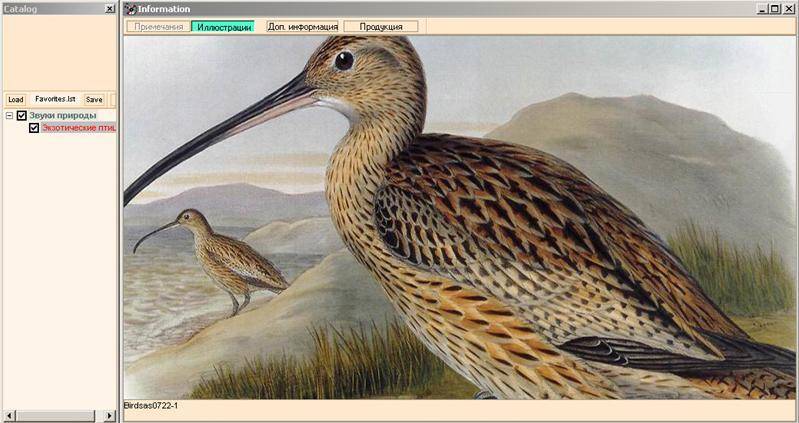 Иллюстрация 3 из 4 для Экзотические птицы (CDmp3) | Лабиринт - . Источник: Sundance
