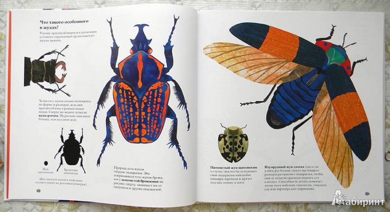 Иллюстрация 13 из 43 для В мире жуков. Интересные факты о животных - Стив Дженкинс | Лабиринт - книги. Источник: Раскова  Юлия
