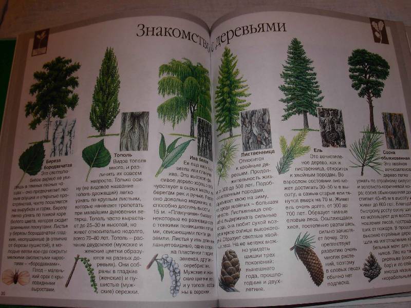Иллюстрация 2 из 13 для Мир леса - Генри Эйнар | Лабиринт - книги. Источник: --- Гера ---
