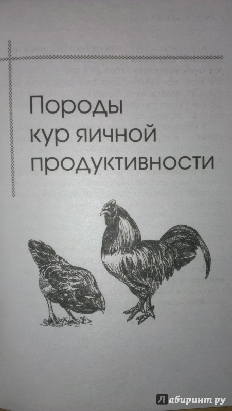 Читать книгу курица