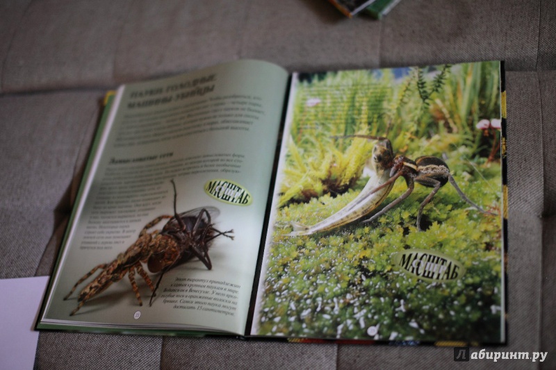 Иллюстрация 10 из 44 для Насекомые: жуки, пауки, бабочки и другие - Эндрю Дэвис | Лабиринт - книги. Источник: Сорокина  Оленька Игоревна