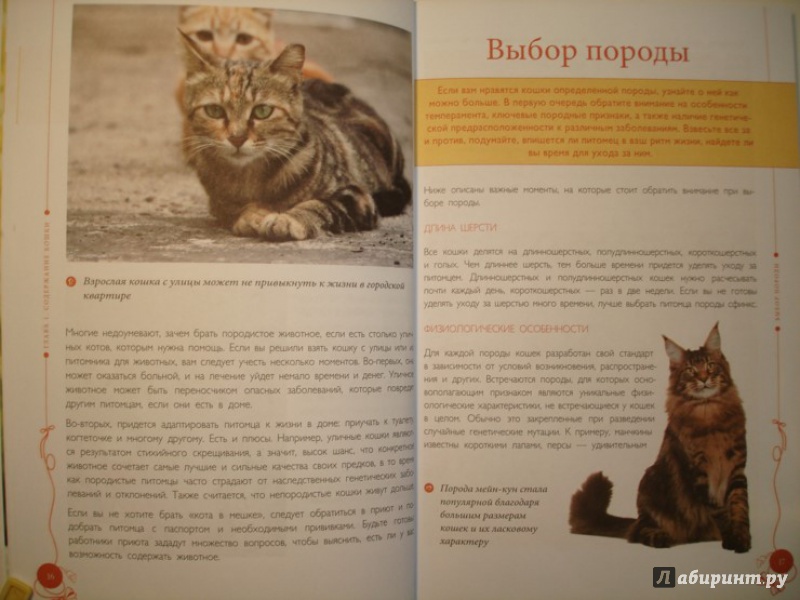 Иллюстрация 6 из 18 для Все о кошках - Светлана Дудникова | Лабиринт - книги. Источник: Сорокина  Лариса
