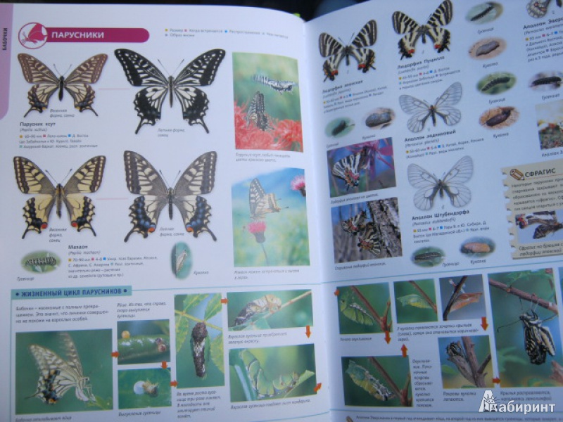 Иллюстрация 6 из 39 для Самые красивые в мире: бабочки, жуки, стрекозы, цикады, кузнечики, пауки и скорпионы | Лабиринт - книги. Источник: Евгения39