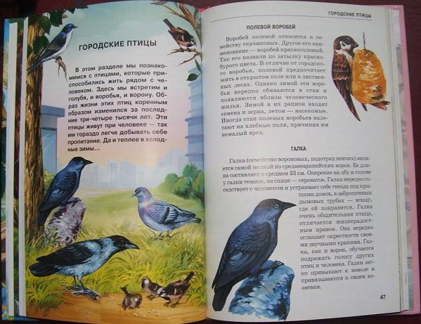 Иллюстрация 18 из 20 для Птицы - Александр Бугаев | Лабиринт - книги. Источник: Мешкова Юлия Алексеевна