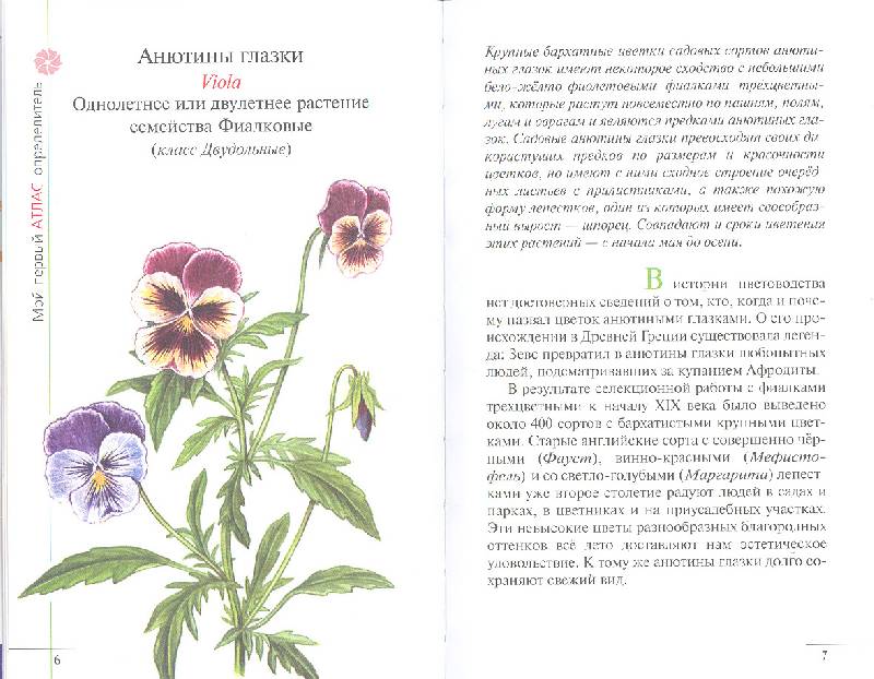 Иллюстрация 4 из 31 для Атлас: Цветы садов и парков (70) - Козлова, Сивоглазов | Лабиринт - книги. Источник: мамаОля