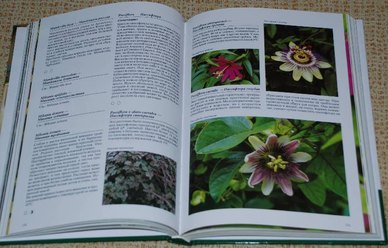 Иллюстрация 46 из 48 для Комнатные растения - Нико Вермейлен | Лабиринт - книги. Источник: МаRUSя