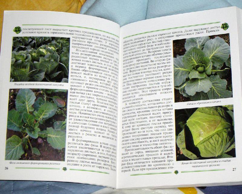 Иллюстрация 27 из 35 для Капуста. Пособие для садоводов-любителей - Пыльнева, Морозова | Лабиринт - книги. Источник: Лек
