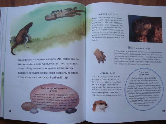 Иллюстрация 11 из 30 для Детская энциклопедия животных - Тинг Моррис | Лабиринт - книги. Источник: Mурaшкa