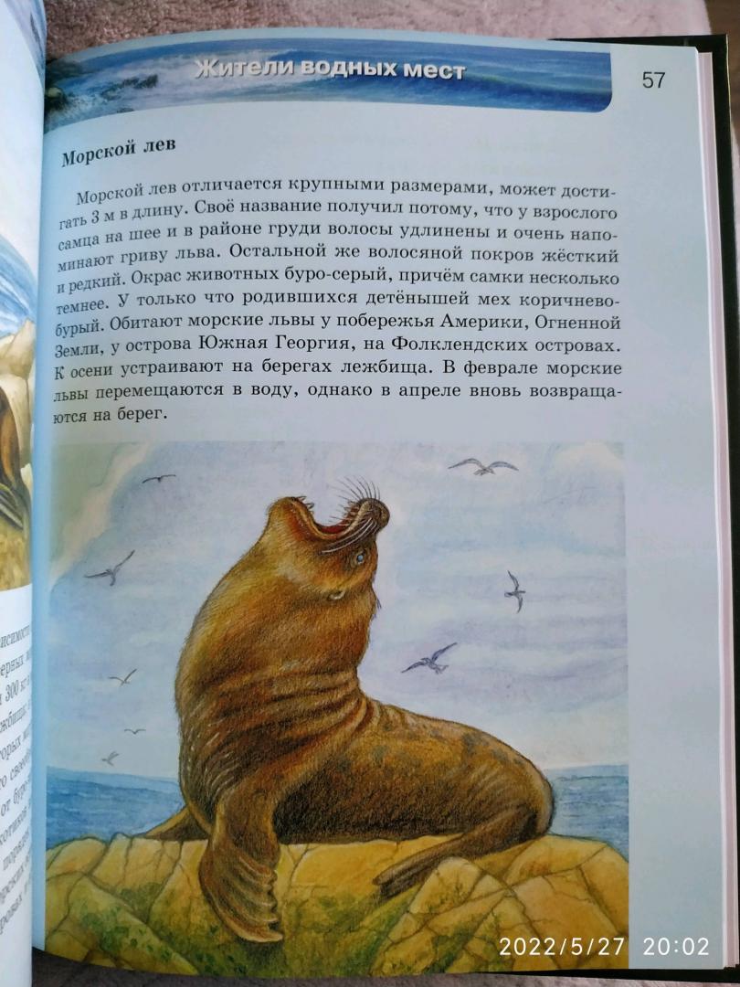 Иллюстрация 58 из 64 для Млекопитающие | Лабиринт - книги. Источник: Ekaterina Фиалковая