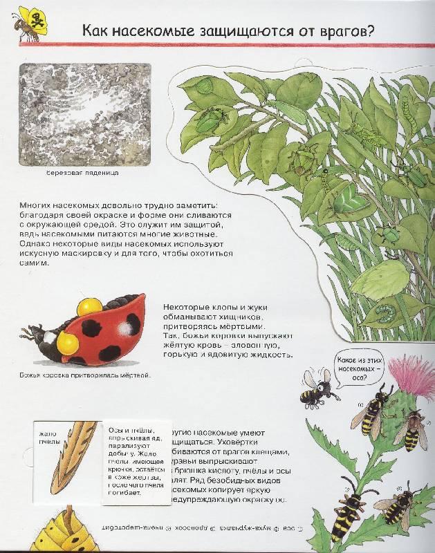 Иллюстрация 27 из 41 для Кто такие насекомые - Ангела Вайнхольд | Лабиринт - книги. Источник: Igra