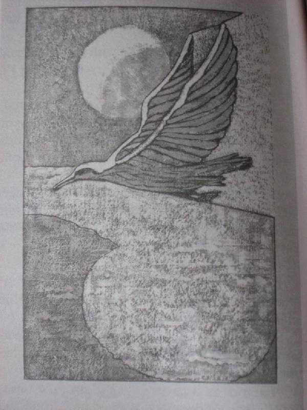 Иллюстрация 3 из 12 для Jonathan Livingston Seagull - Richard Bach | Лабиринт - книги. Источник: Dana-ja